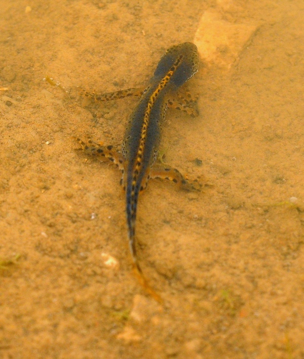 Tritone - Ichthyosaura alpestris alpestris